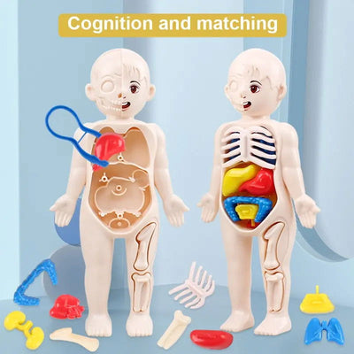 14Pcs Set Human Organ Model Children DIY Assembled Medical Early Science And Education Toys - Slobuy