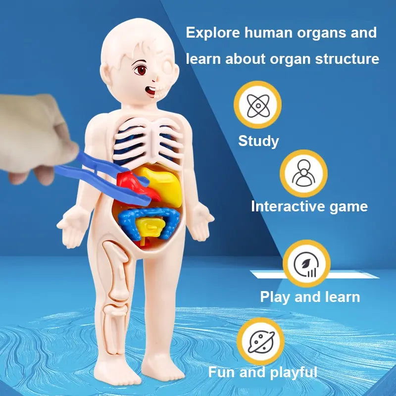 14Pcs Set Human Organ Model Children DIY Assembled Medical Early Science And Education Toys - Slobuy