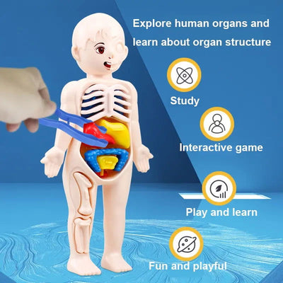 14Pcs Set Human Organ Model Children DIY Assembled Medical Early Science And Education Toys - Slobuy