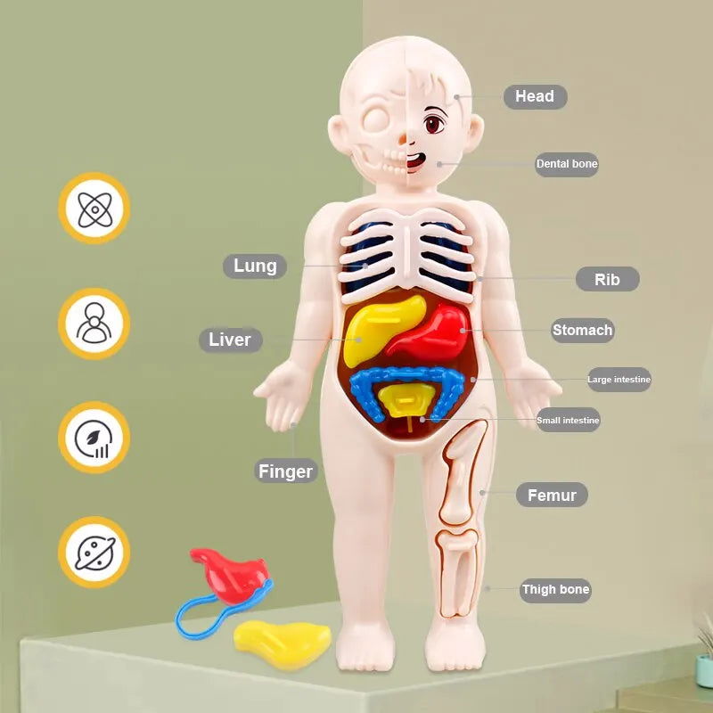 14Pcs Set Human Organ Model Children DIY Assembled Medical Early Science And Education Toys - Slobuy