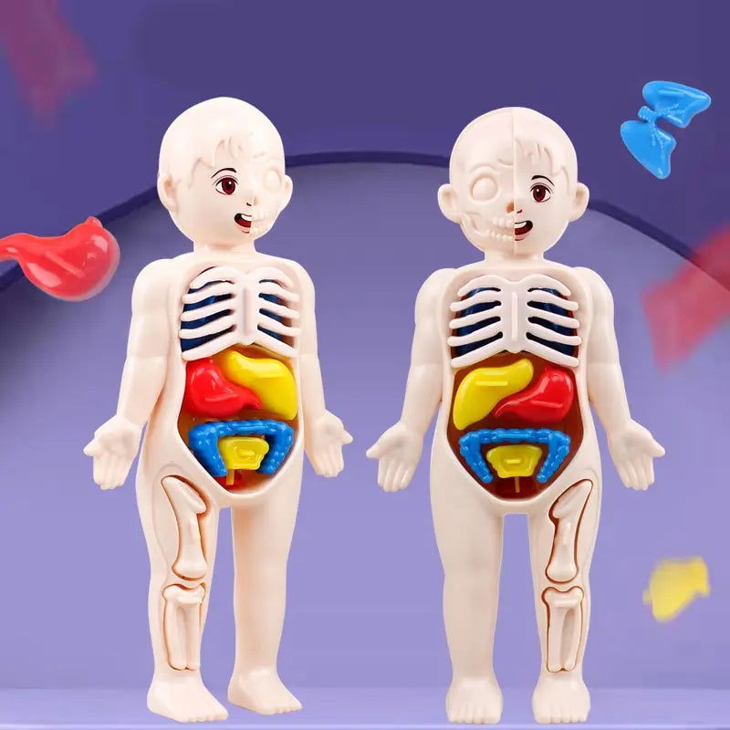 14Pcs Set Human Organ Model Children DIY Assembled Medical Early Science And Education Toys - Slobuy