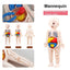 14Pcs Set Human Organ Model Children DIY Assembled Medical Early Science And Education Toys - Slobuy
