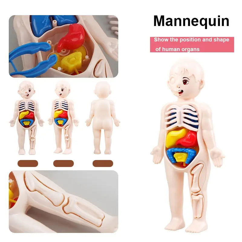 14Pcs Set Human Organ Model Children DIY Assembled Medical Early Science And Education Toys - Slobuy