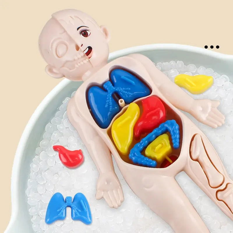 14Pcs Set Human Organ Model Children DIY Assembled Medical Early Science And Education Toys - Slobuy