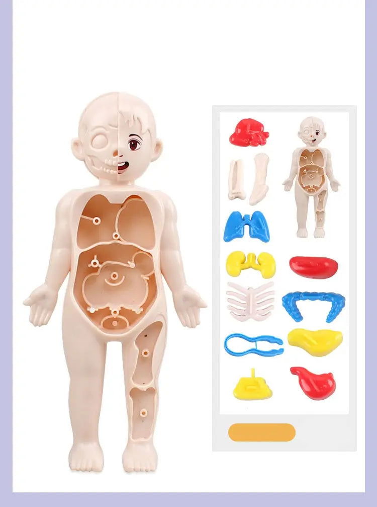 14Pcs Set Human Organ Model Children DIY Assembled Medical Early Science And Education Toys - Slobuy