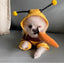 1PCS Dog Clothes For Autumn And Winter Schnauzer Teddy Small Puppy Cat Pet Hoodie Bee Transformation Suit - Slobuy