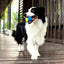 1pc Dog Toy Durable Crew Ball Pet Grinding Teeth Toy For Dog Interactive Supplies Chew Pet Supplies - Slobuy