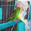 Bird Claw Beak Grinding Bar Standing Stick Parrot Station Pole Bird Supplies Parrot Grinding Stand Claws Cage Accessories - Slobuy