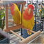 Bird Mirror Wooden Interactive Play Toy With Perch For Small Parrot Budgies Parakeet Cockatiel Conure Lovebird Cage Accessories - Slobuy