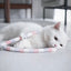 Cat Toy Feather Cat Teaser Wand Cat Interactive Toy Funny Caterpillar Colorful Rod Teaser Wand Pet Cat Supplies Cat Accessory - Slobuy