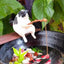 Creative Aquarium Decoration 8 Style Small Fishing Cat Aquarium Accessories Landscaping Ornament Fish Tank Accessories Diy - Slobuy