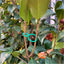 S/L 2 Size Garden Vine Strapping Clips Plant Bundled Buckle Ring Holder Tomato Garden Plant Stand Tool Garden Decor  Accessories - Slobuy