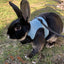 Mesh Breathable Rabbit Harness and Leash Set for Rabbits Ferrets Bunny Accessories Cat Rope Harnesses Pet Supplies arnes conejo - Slobuy
