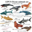 Oenux Montessori Miniature Lion Shark Horse Dinosaur Animals Model Set Action Figures Figurine Zoo Cute Education Kids Toy Gift - Slobuy