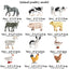 Oenux Montessori Miniature Lion Shark Horse Dinosaur Animals Model Set Action Figures Figurine Zoo Cute Education Kids Toy Gift - Slobuy