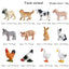 Oenux Montessori Miniature Lion Shark Horse Dinosaur Animals Model Set Action Figures Figurine Zoo Cute Education Kids Toy Gift - Slobuy