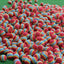 PGM 10pcs Rainbow Stripe Foam Sponge Golf Balls Swing Practice Training Aids Ball 38mm Indoor Practice Ball Golf Stuff Q007 - Slobuy