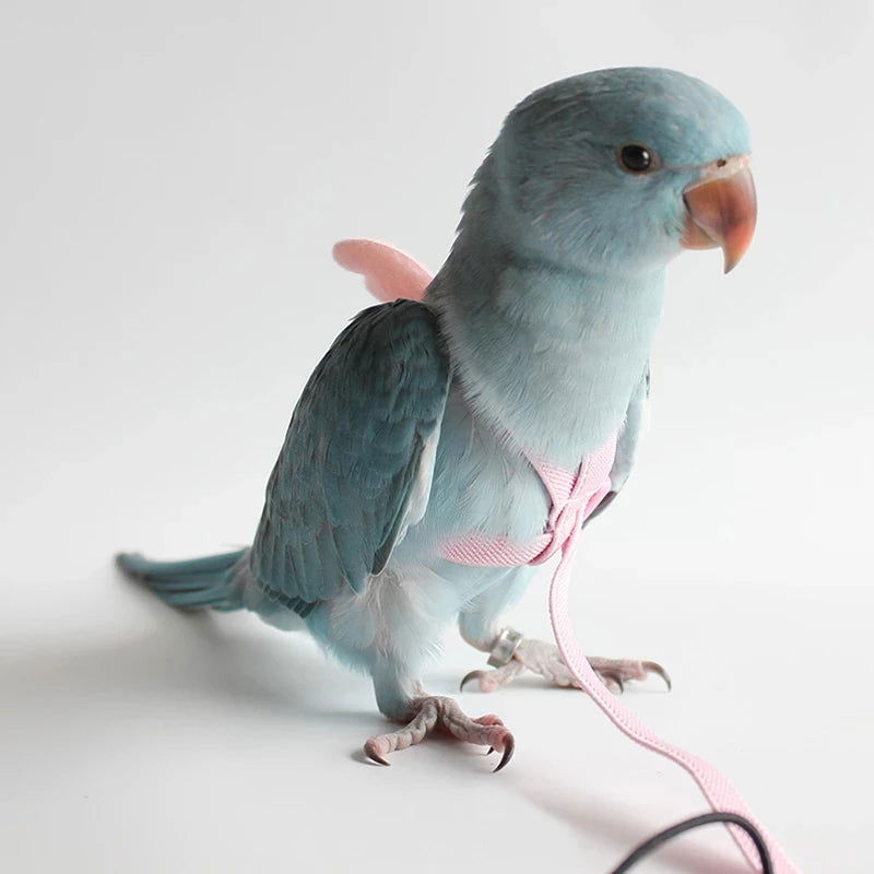 Parrot Flying Harness Leash Suit Pet Bird Outdoor Flight Training Rope Cockatiel Supplies Macaw Accessories  Stuff For Budgie - Slobuy