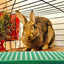 Pet Bedding Rabbit Cage Leaky Board Floor Mat Bunny Drain Pad Plastic Plate Raising Rabbits Hole - Slobuy