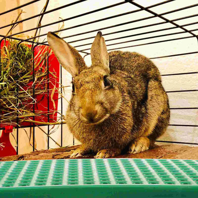 Pet Bedding Rabbit Cage Leaky Board Floor Mat Bunny Drain Pad Plastic Plate Raising Rabbits Hole - Slobuy