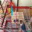 Wood Bird House Nest Birds Breeding Box Bird Parrot Breeding Decorative Cages Pet Accessories Home Balcony Decoration - Slobuy